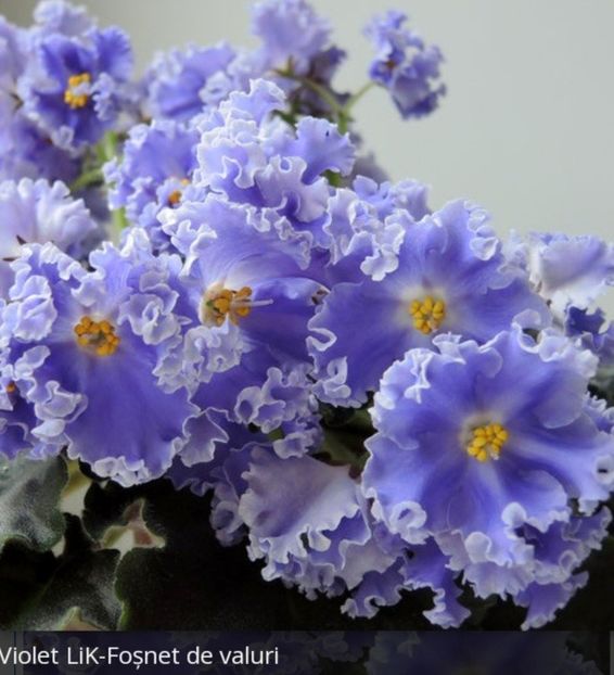 Poza net - LIK-Shelest Voln