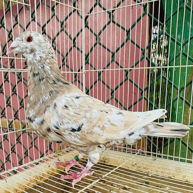  - Nu îmi aparțin 7