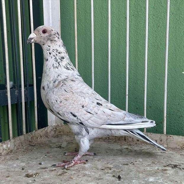  - Nu îmi aparțin 7