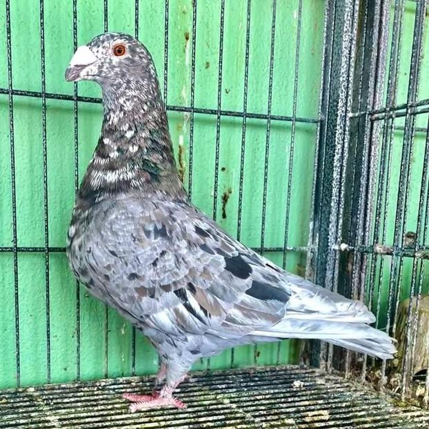  - Nu îmi aparțin 7