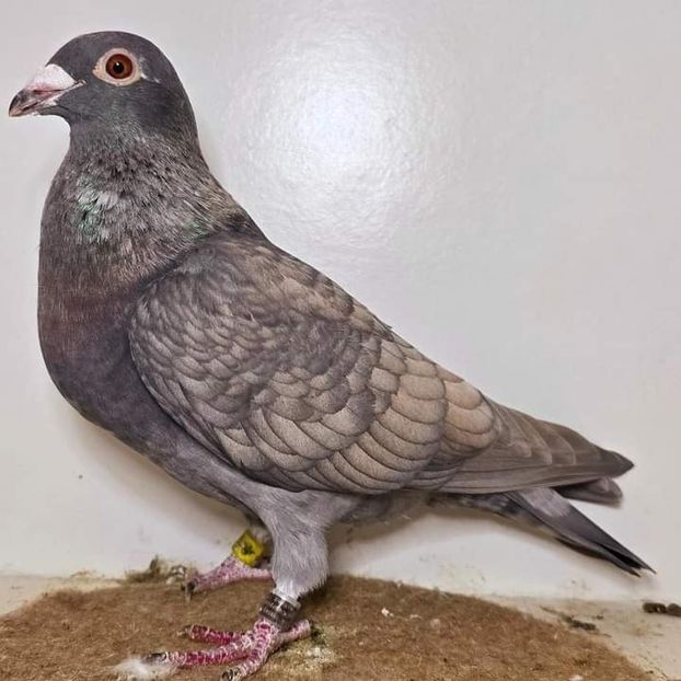  - Nu îmi aparțin 7