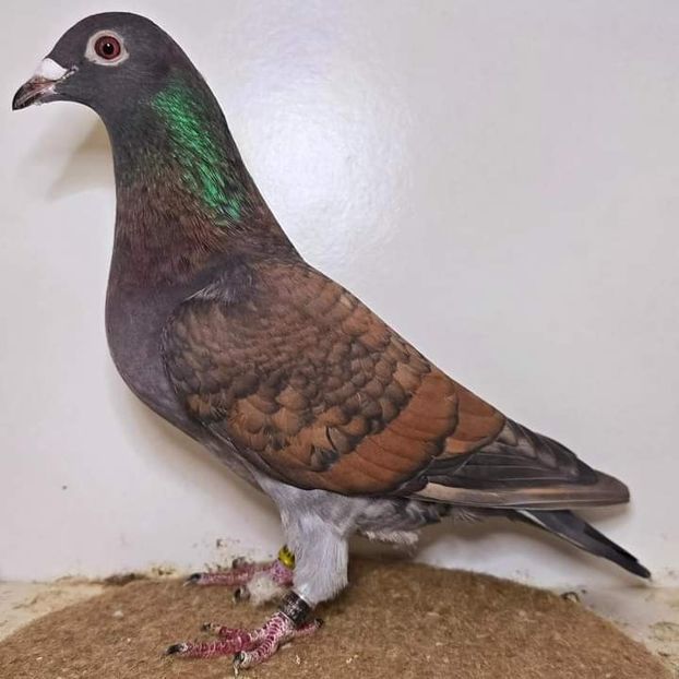  - Nu îmi aparțin 7