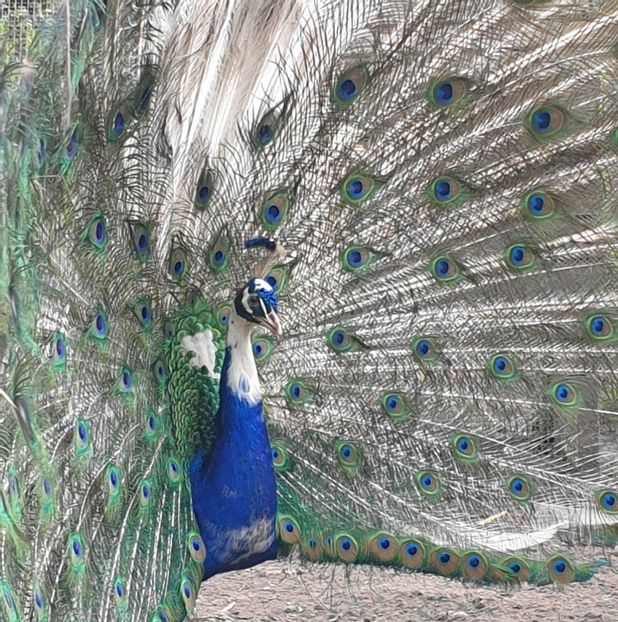  - India Blue Pied