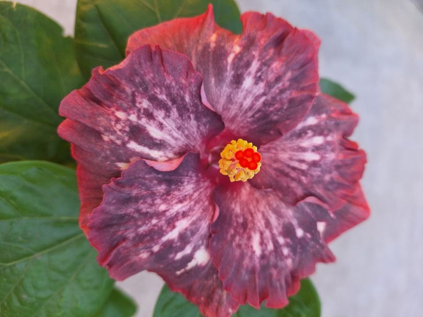  - Hibi Pacific Aria x Luv Memories