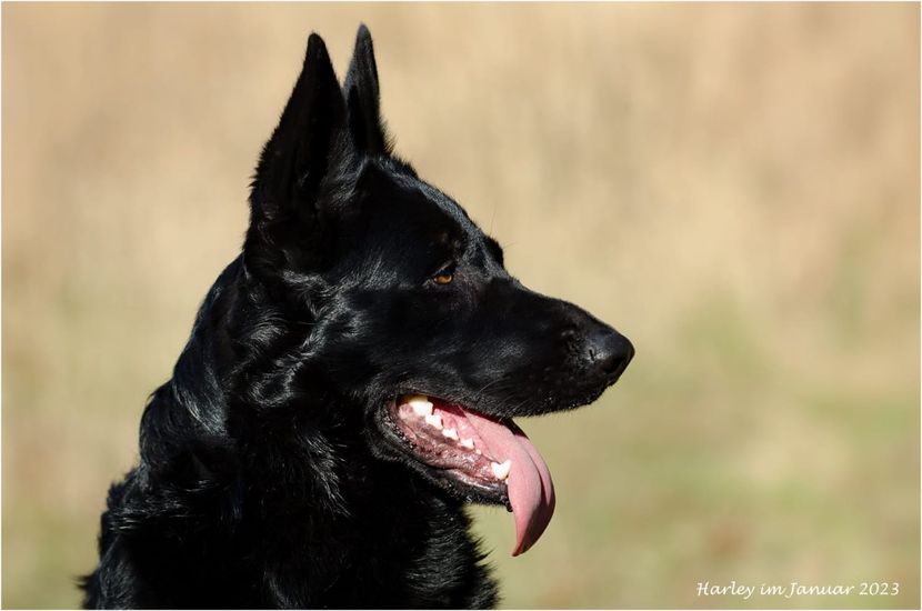 IMG-20230215-WA0002 - CIOBĂNESC GERMAN-linie de lucru Jinopo-