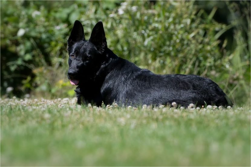 IMG-20220718-WA0002 - CIOBĂNESC GERMAN-linie de lucru Jinopo-