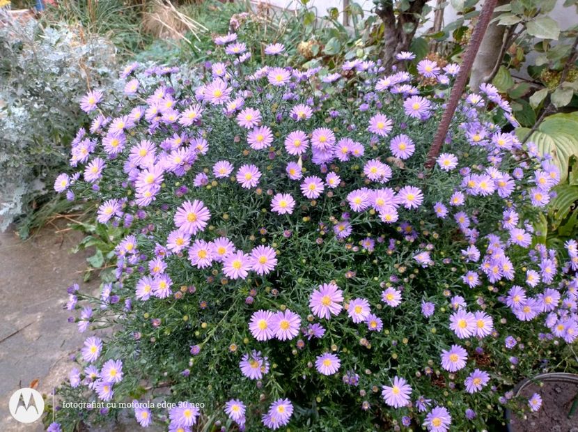 Aster - Flori de gradină-2024