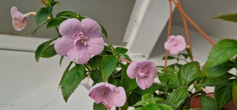 28.09.2024 - Double Pink Rose 2022 2023