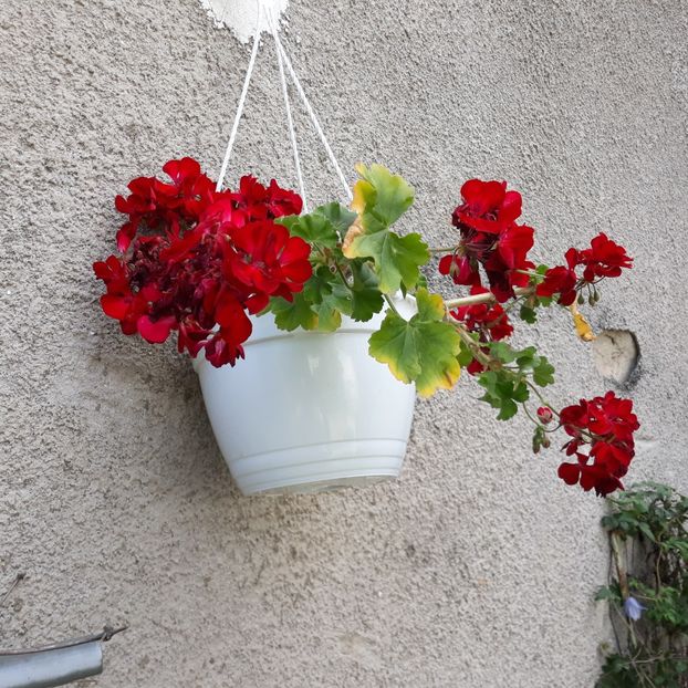 2024 - Muscate 2017-2018- 2019-2020-2023-2024 - 2025