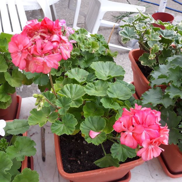  - Muscate 2017-2018- 2019-2020-2023-2024 - 2025