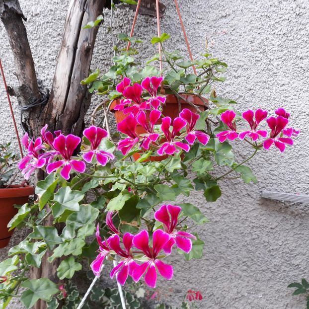  - Muscate 2017-2018- 2019-2020-2023-2024 - 2025