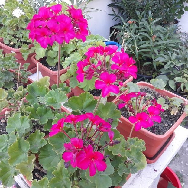  - Muscate 2017-2018- 2019-2020-2023-2024 - 2025