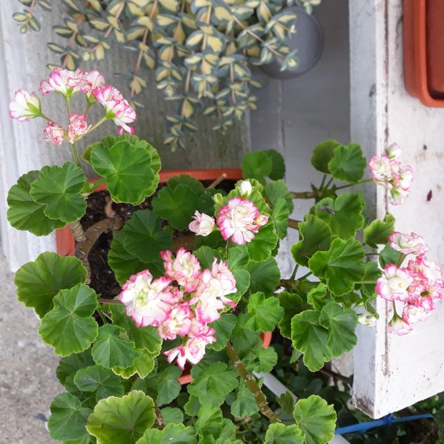  - Muscate 2017-2018- 2019-2020-2023-2024 - 2025