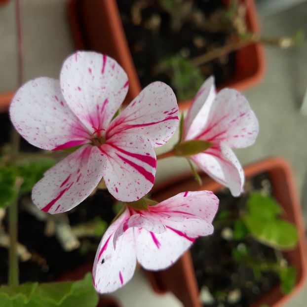  - Muscate 2017-2018- 2019-2020-2023-2024 - 2025