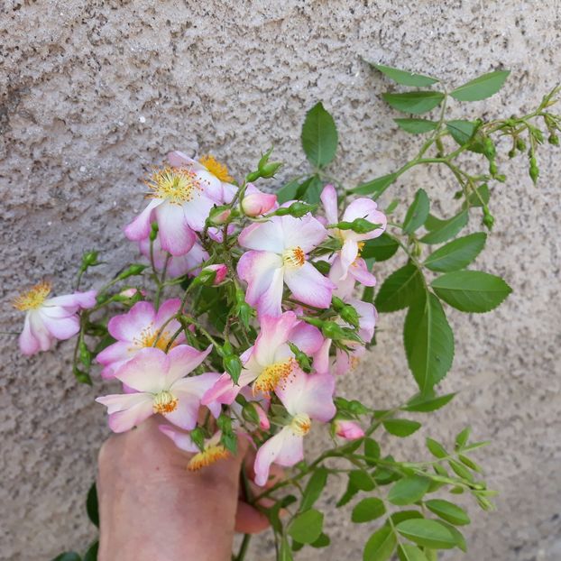  - Robe Fleurie iulie 2023