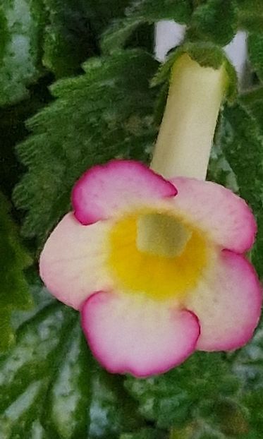 Mm s Neon - Achimenes 2024