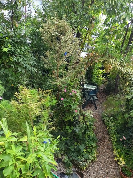  - Grădina 2024 continuare 4