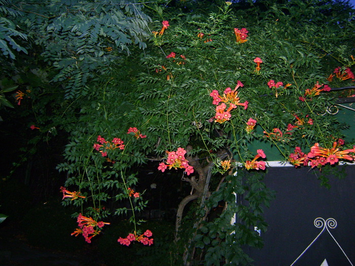 luleaua turcului
