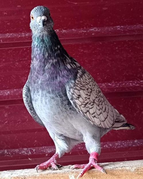  - Nu îmi aparțin 7