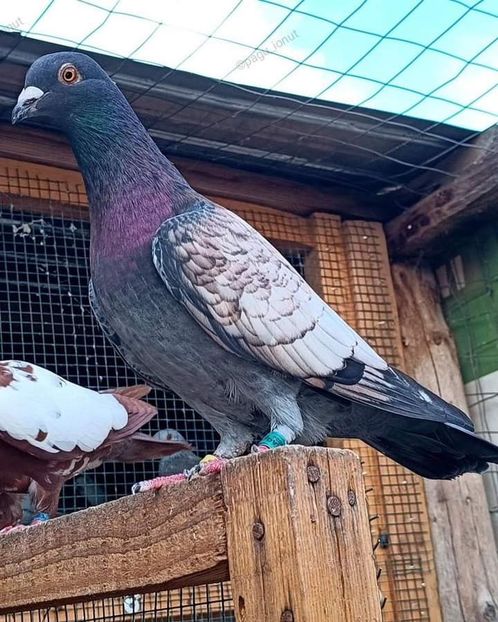  - Nu îmi aparțin 7