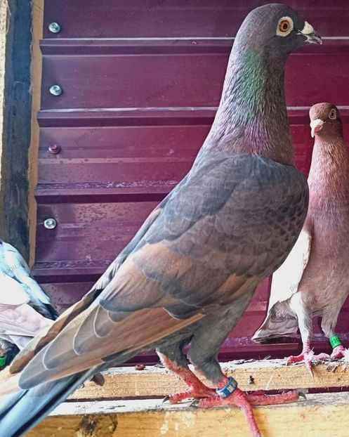  - Nu îmi aparțin 7