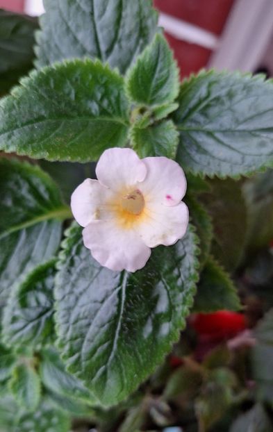 38. Rfs Lemon Pie - 15 Achimenes 2024