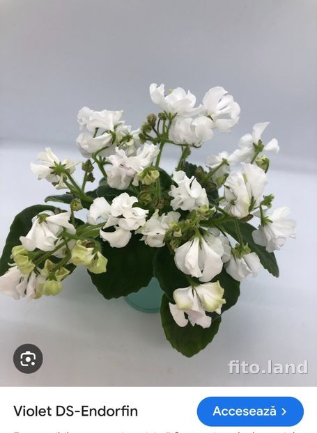 Foto net - Violeta DS-Endorfin