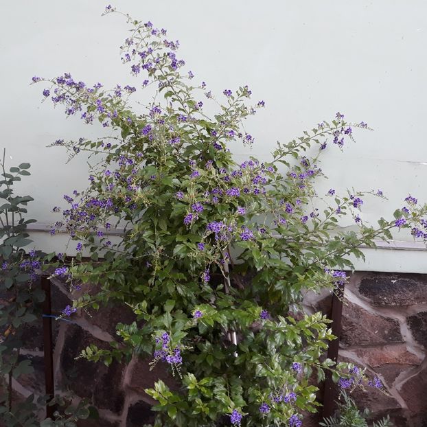  - DURANTA Gheisha