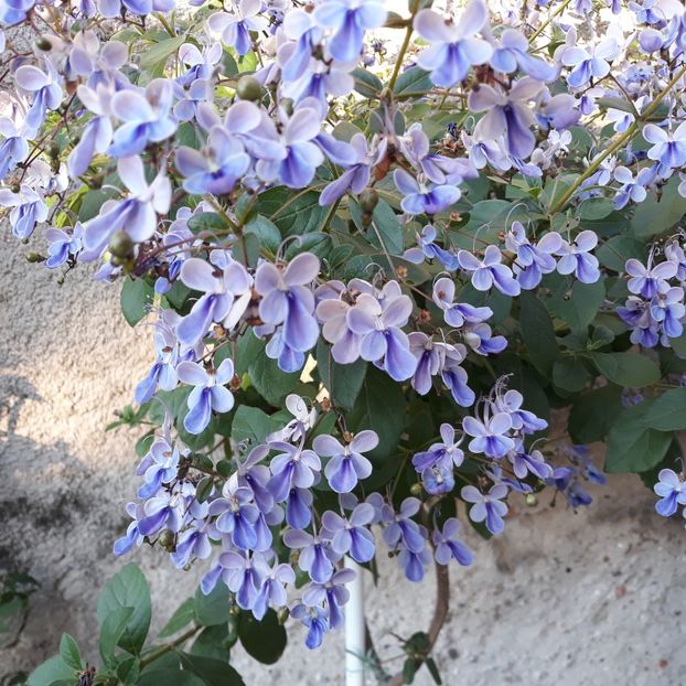 2024 - CLERODENDRON