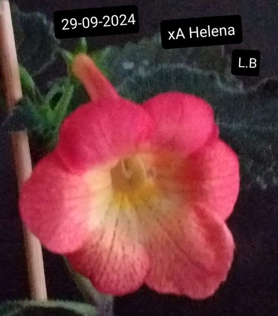 xA Helena - ACHIMENES - 2024