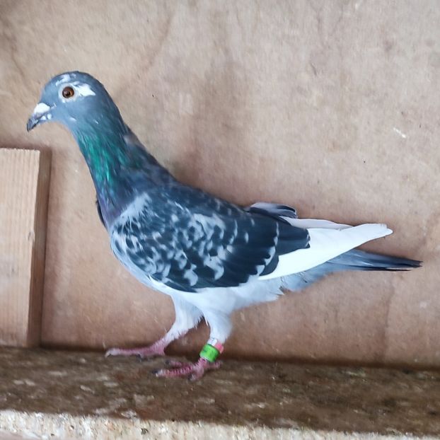 Femela 23-352 - Porumbei vanduti