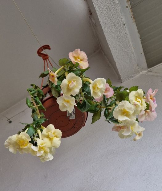 29.09.2024 - Yellow English Rose R