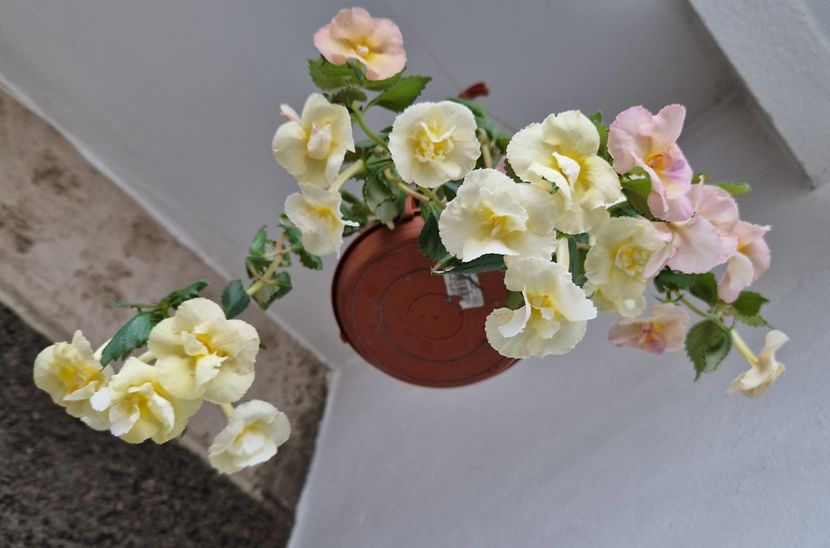 29.09.2024 - Yellow English Rose R