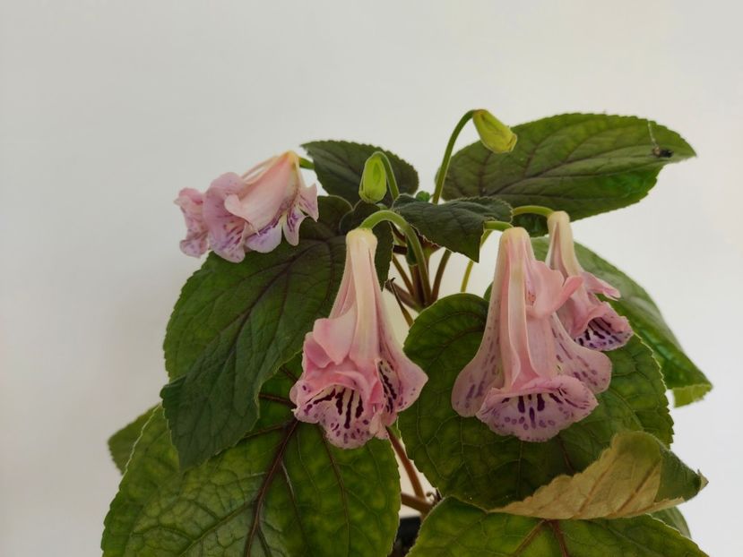 Sweet Beauty - A-Flori 2024