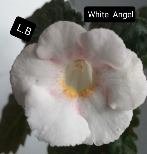 White  Angel - ACHIMENES - 2024
