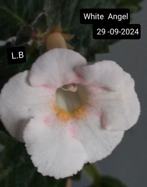 White Angel - ACHIMENES - 2024