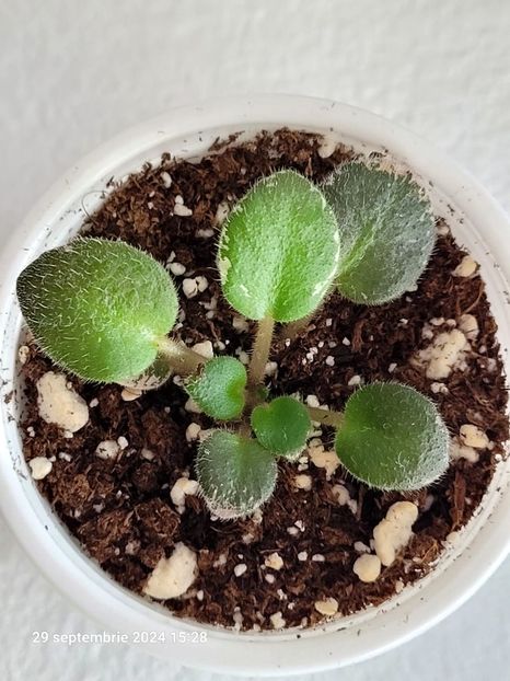 Pink Dove( mini )-10 - 0 0 0 0 0 disponibil septembrie 2024