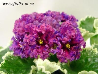 LE Astreja - 0 0 0 a disponibil iunie 2024