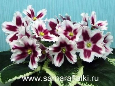 115901428_SBUURAH - 0 0 0 0 disponibil pachete puiuti violete