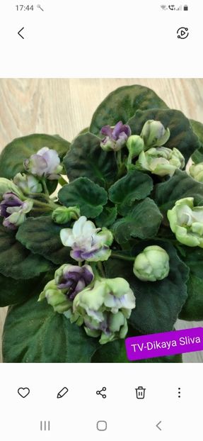 Screenshot_20240731-174431_Gallery - 2024