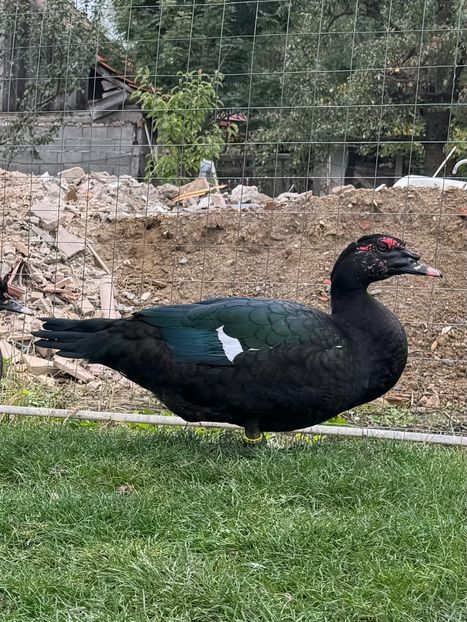 P1 - b - Rate Lesesti 2025