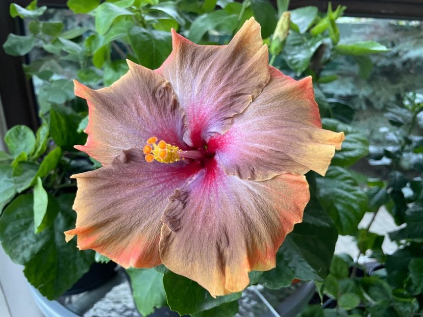  - 001 - Hibiscusi 2024 - 2