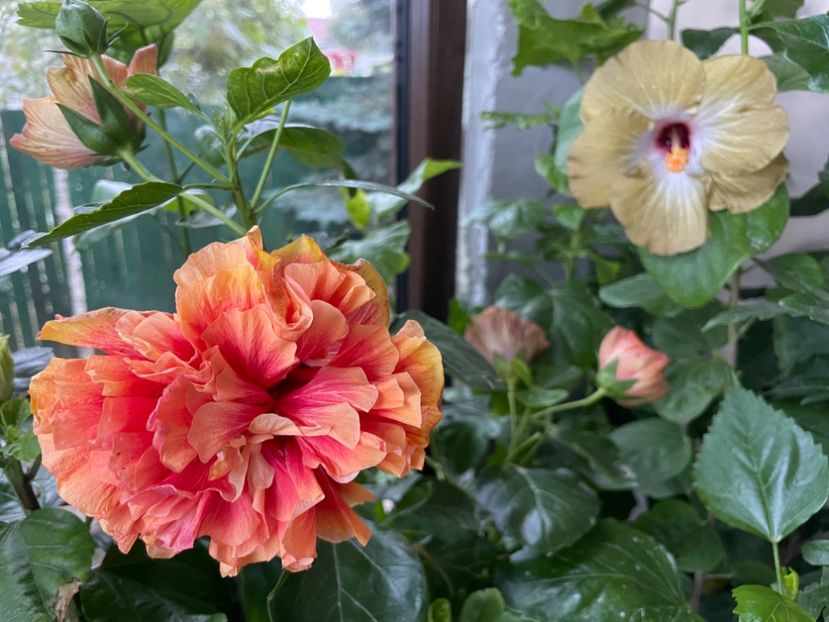  - 001 - Hibiscusi 2024 - 2