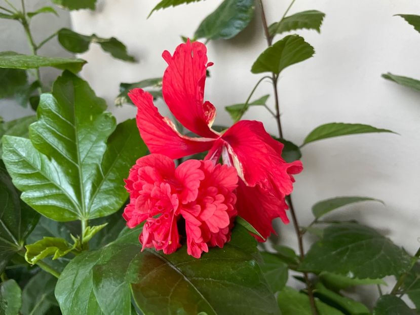  - 001 - Hibiscusi 2024 - 2