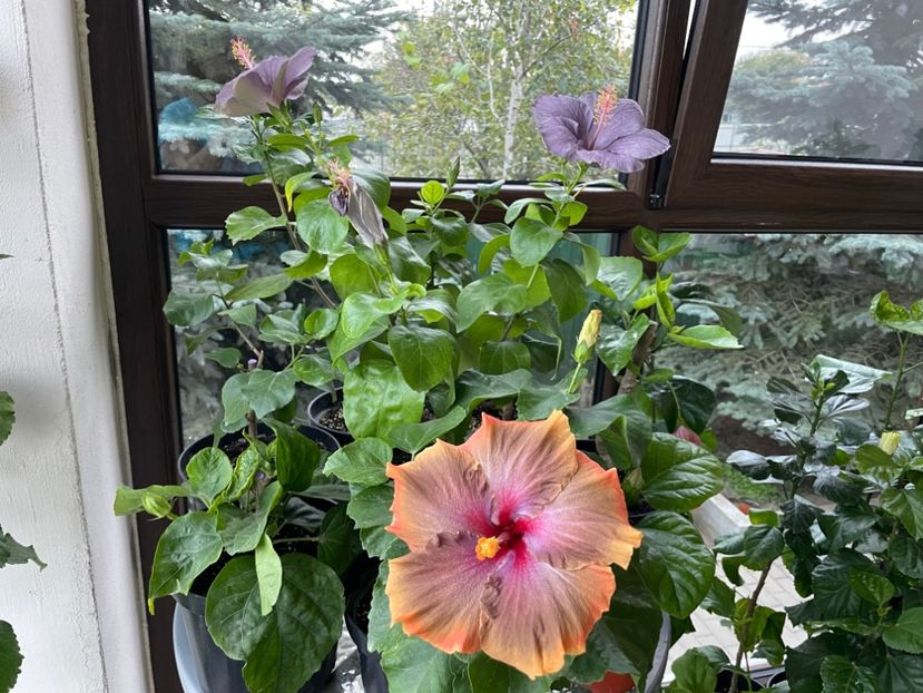  - 001 - Hibiscusi 2024 - 2