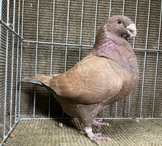  - Porumbei Vânduți