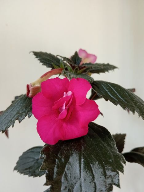 - RFs Berry Sweet