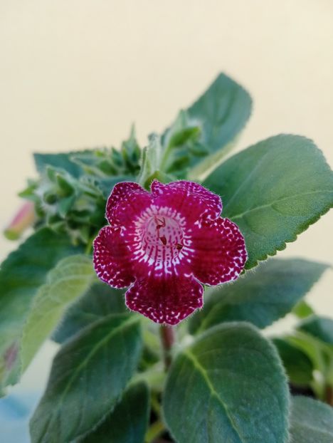  - Kohleria Karl Lindberg