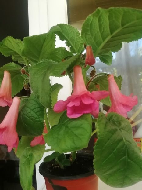  - Siningia Ew s Hercules