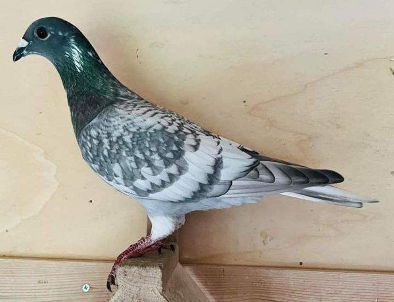  - Nu îmi aparțin 7